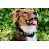 Trail Buddy Dog Collar